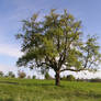 Tree in green Nature