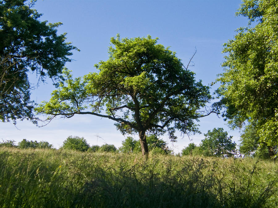 Tree in Summer 6