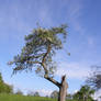 Tree in Summer 7