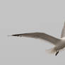 Seagull in flight moewe2
