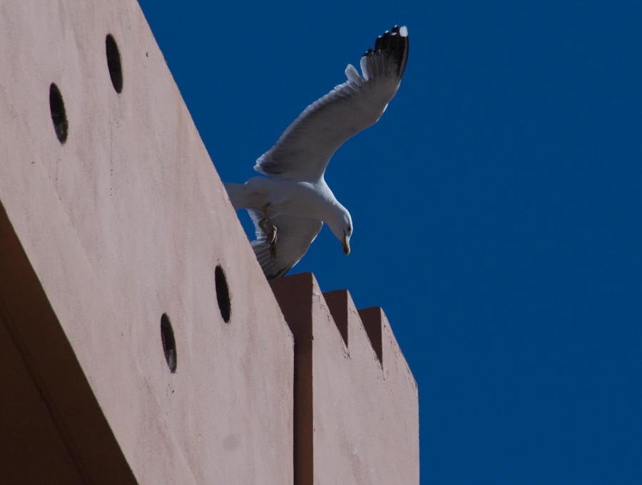 Seagull in flight moewe4