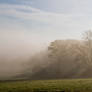 Trees in the fog5