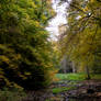 Black Forest14