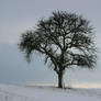 Tree in the snow 2