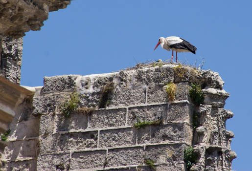 stork with baby on a church
