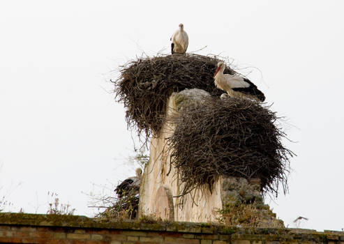 storks with baby on a church