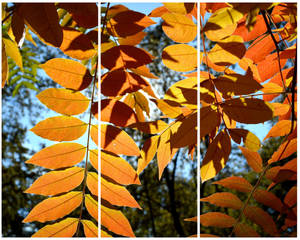 Fall Leaves