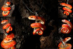 Strawberry Motley Corn Snake Necklace by IllusionTree
