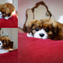 Poseable Havanese Puppy