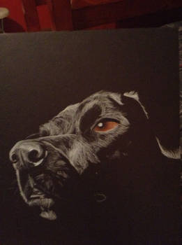 Black Lab in Prismacolor