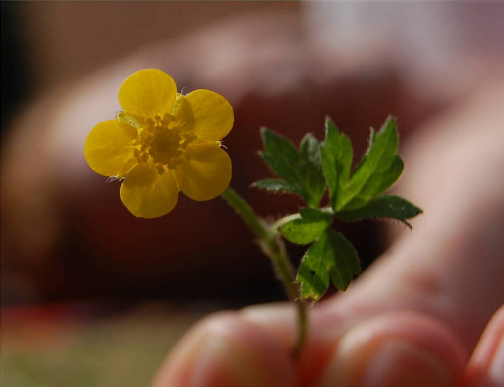 Buttercup? by eatpickles on DeviantArt