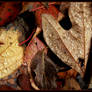 Rainy day leaves