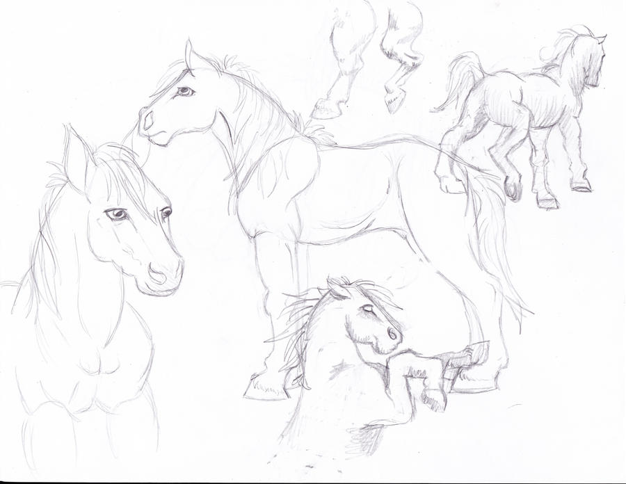 Horse sketches