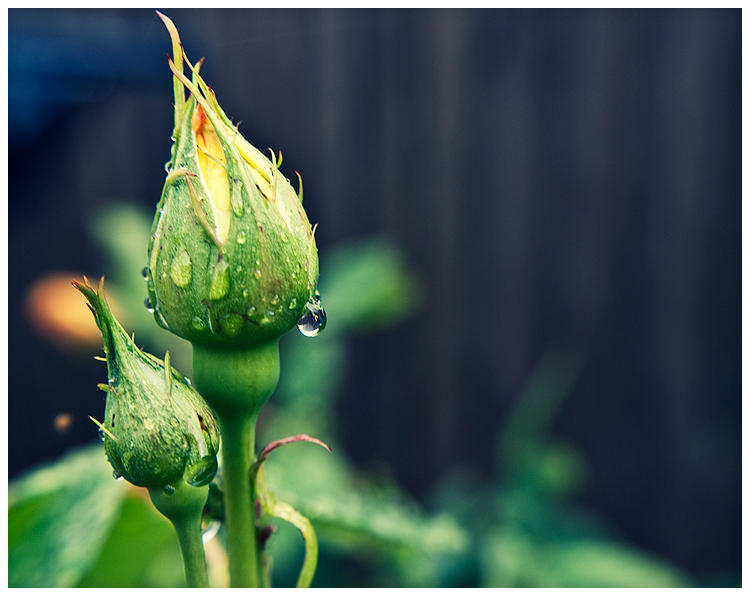 Dew on Rose by Tricky-Trev on DeviantArt