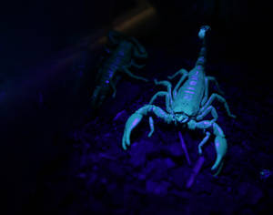 Glowing Scorpion