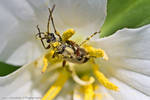 Bug in Pollen by RyBH