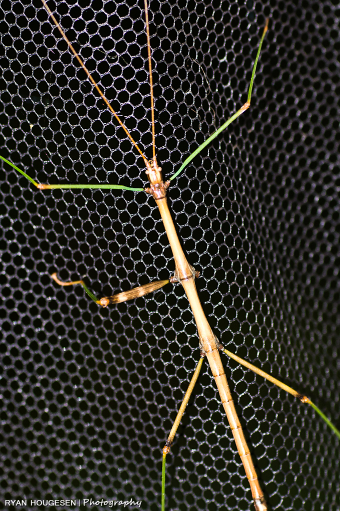 Northern Walking Stick 3