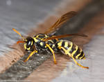 Yellow Jacket Wasp 2 by RyBH