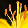 Yellow Tiger Lily Stamen Close Up