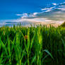 Corn and sunset