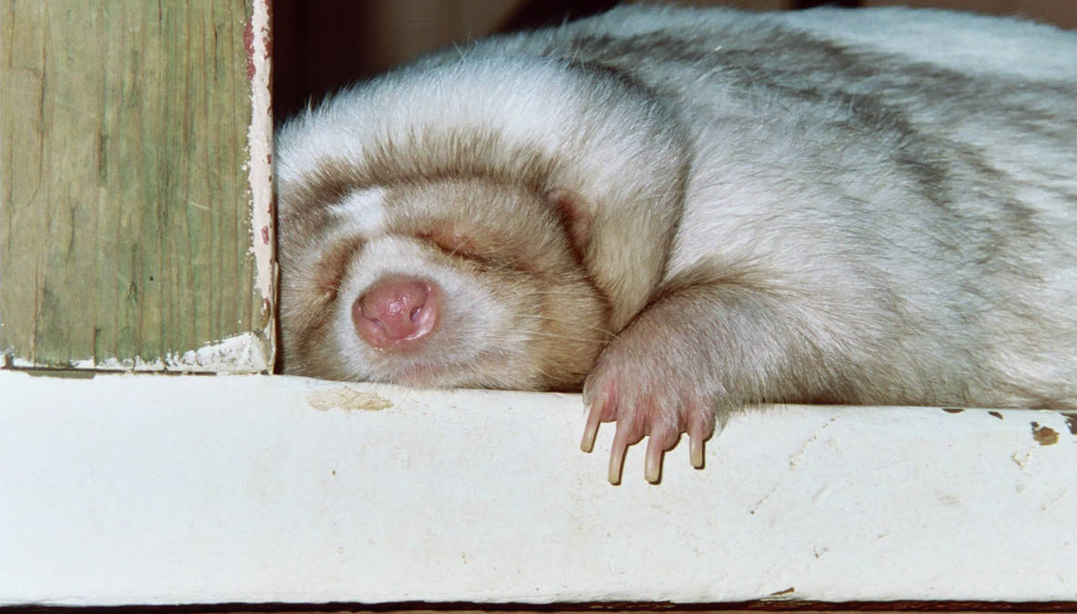 Fat Skunk by Werewolf-Nemesis on DeviantArt