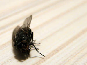 Death of a fly
