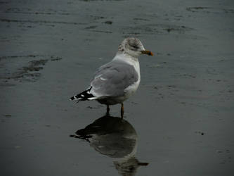 Seagull