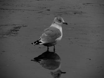 Seagull BW