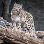 Snowleopard, KA II