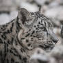 Snowleopard, KA III