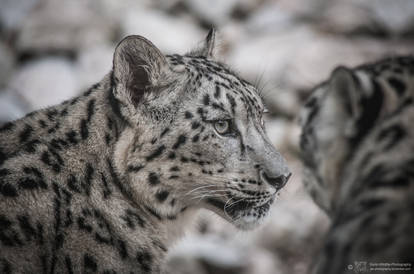 Snowleopard, KA III