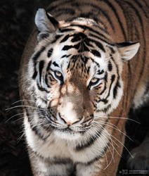 Sibirian Tiger, Pilsen V