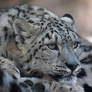 Snowleopard, KA VII