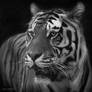 Sibiran Tiger, Mulhouse I