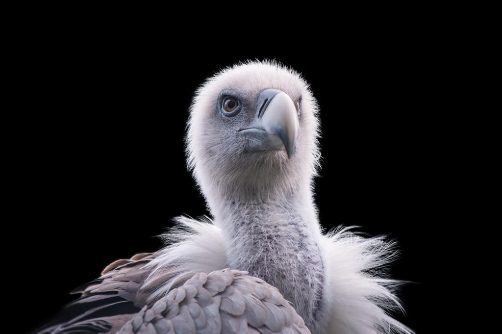 Vulture, I