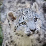 Snowleopard, Stuttgart VIII #CUB VERSION