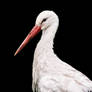 Stork, KA I