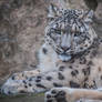 Snowleopard, KA XII