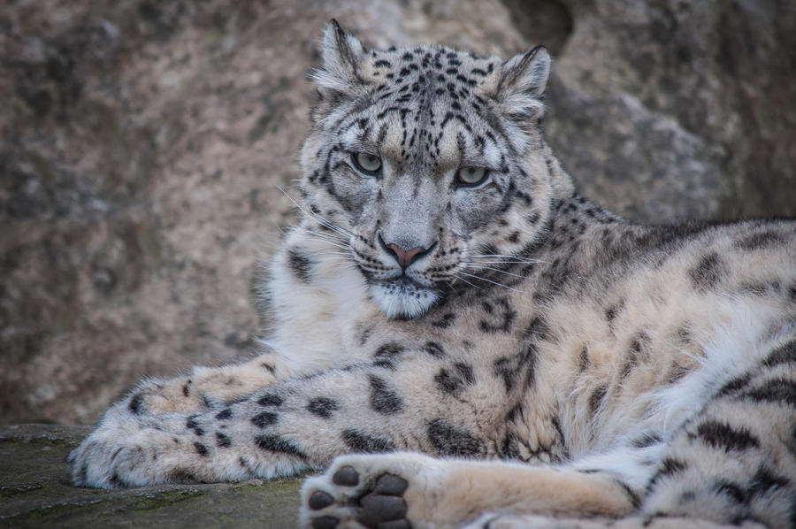 Snowleopard, KA XII