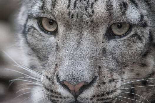 Snowleopard, KA XIII