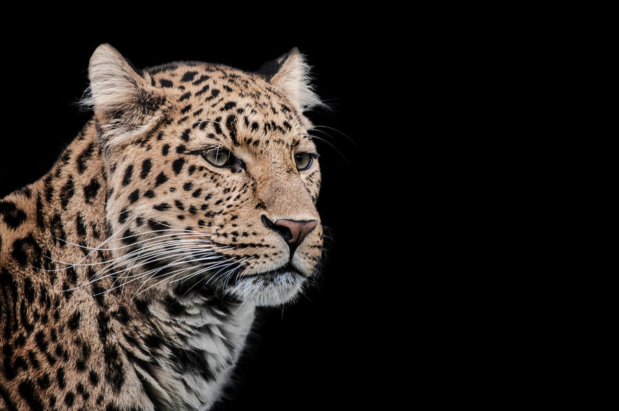 Leopard, KA I