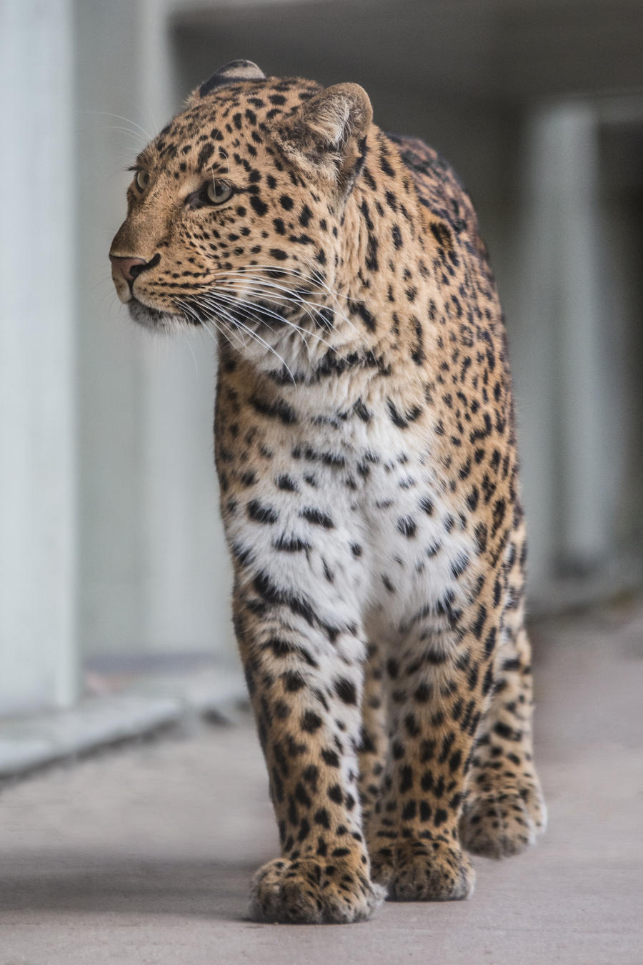 Leopard, KA III