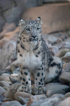 Snowleopard, KA XV