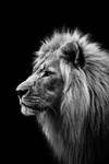 Lion, Salzburg IV by Areksim