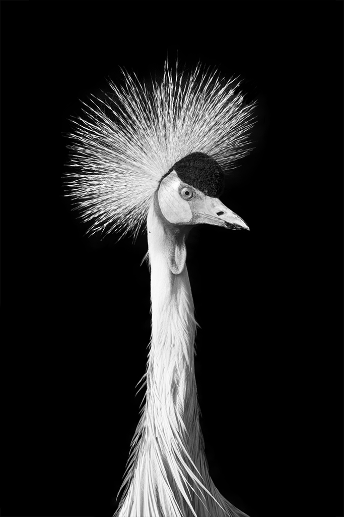 Crowned Crane