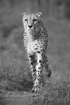 Cheetah :3