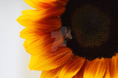 Sunflower Love by Lizkiz