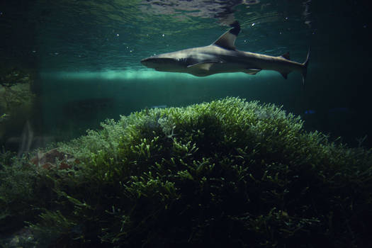 Black tip shark