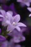 purple dream.2 by XiSerX