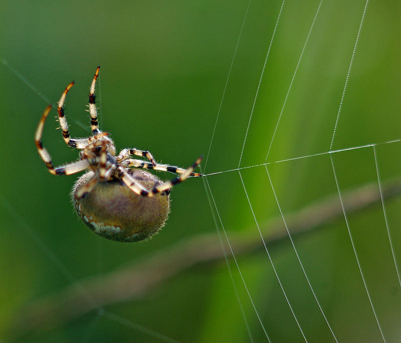 Fat Rounds Spider fat garden spider by XiSerX on DeviantArt